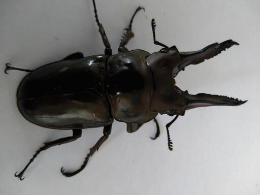 ババオウゴンオニクワガタ　♂単品　71.3ミリ