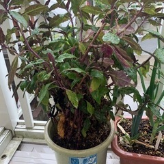 加賀野菜（金時草、水前寺菜）5株