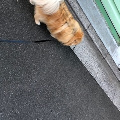 犬服をお譲りいただけないでしょうか？🐕