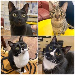 【急募！】猫好き必見！完全シフト制のため土日休みも可能！ペット可物件を得意とする不動産事務所で働きませんか？弊社では保護猫活動をており、お客様と猫ちゃんの共生物件をお探しするお手伝いをさせていただいてます。保護猫活動の一環で職場に猫ちゃんが4匹います(^^♪の画像