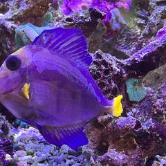 海水魚、エビ、貝、サンゴ、ライブロックの画像