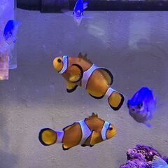 海水魚、エビ、貝、サンゴ、ライブロックの画像