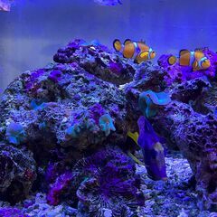 海水魚、エビ、貝、サンゴ、ライブロックの画像