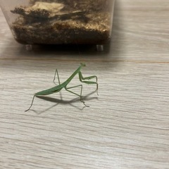 オオカマキリ