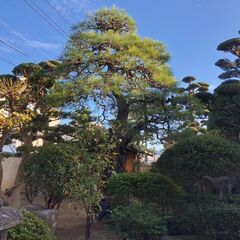 ☆御見積無料☆　庭のお悩み解決いたします！！　まずはご連絡を！！