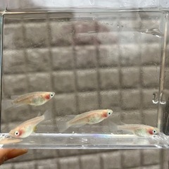 【受付再開】紅ほっぺ めだか2ペア