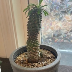 観葉植物（明日お取引出来る方）の画像