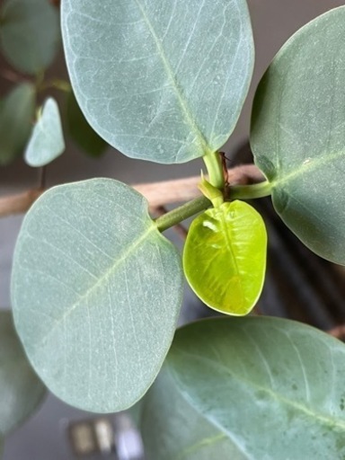 観葉植物　-ゴムの木-