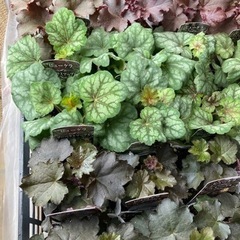 ヒューケラ　1ポット ￥120の画像