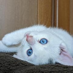 　3匹とも里親様決定致しました。パヤパヤ3兄妹！生後8週未満！写...