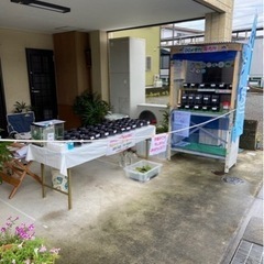 DGメダカ　第2回メダカプレゼン企画　メダカの画像