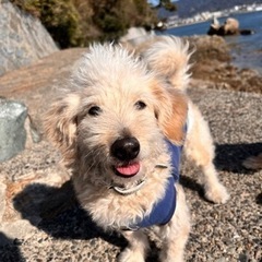 犬友さん募集♡ 5/8～5/10まで − 愛知県