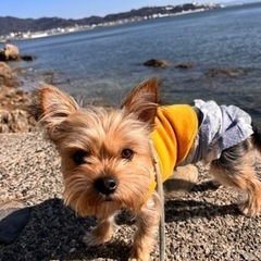 犬友さん募集♡ 5/8～5/10まで - 友達