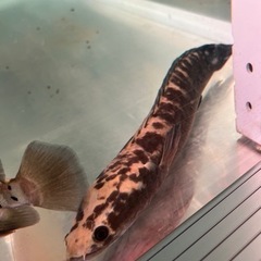 大型熱帯魚　大型水槽　引き取り限定の画像