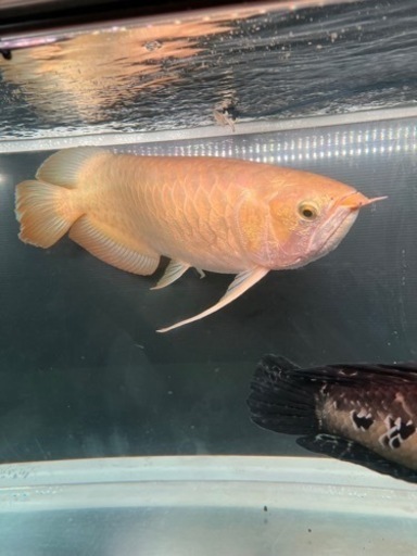 大型熱帯魚　大型水槽　引き取り限定