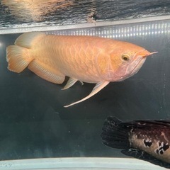 大型熱帯魚　大型水槽　引き取り限定の画像