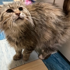 長毛保護猫