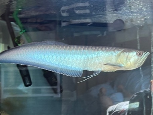 ブラックアロワナとエンドリケリー