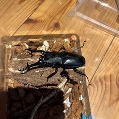 ギラファノコギリクワガタ　オスのみ　取引中の画像