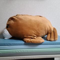 大きな　セイウチの画像