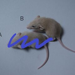 子ファンシーラット　♂1匹　♀4匹
