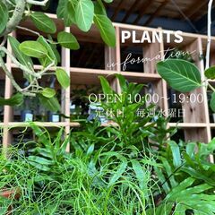 観葉草木店PLANTS2306です(^^)/の画像