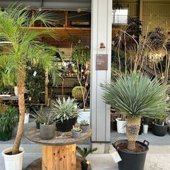 観葉草木店PLANTS2306です(^^)/ - その他