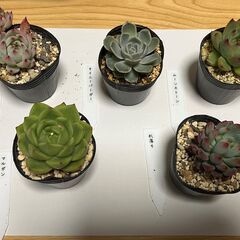 商談成立【多肉植物】いろいろセットAの画像