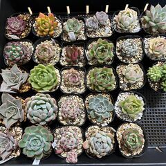 商談成立【多肉植物】いろいろセットＦの画像
