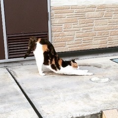 【満席】猫ヨガイベント参加者募集中 - その他