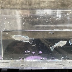 メダカ譲ってほしいです。