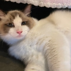 トライアル決まりました。人なつこいラグドール − 大阪府