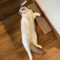 トライアル決まりました。人なつこいラグドール - 里親募集
