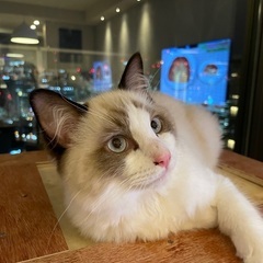 トライアル決まりました。人なつこいラグドール - 大阪市
