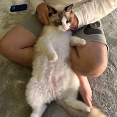 トライアル決まりました。人なつこいラグドール - 猫