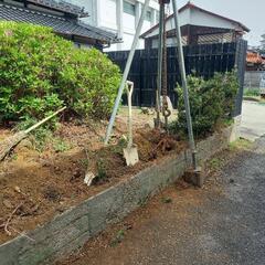 抜根いたします。