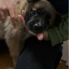 保護子犬【お話中です】