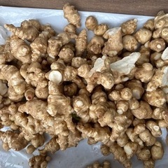 無農薬　菊芋500g
