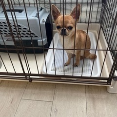 どなたか大切にしてくれる方。ワクチン代と狂犬病のワクチン代その他