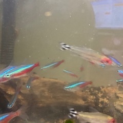熱帯魚各種