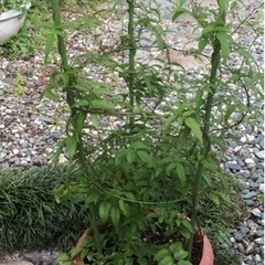 🪴【羽衣ジャスミン】植物　植木　苗の画像