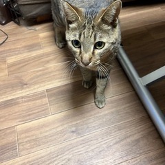 オス　3歳　去勢済み