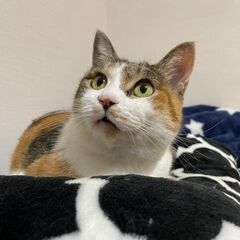 ふわふわ縞三毛ふじこさん
