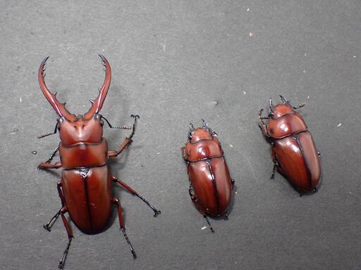 アスタコイデス・フラテルナス ♂♀♀トリオ(カブトムシ・クワガタ)