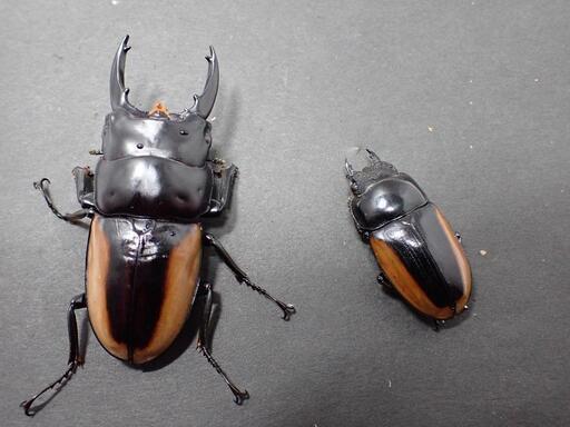 ハスタートノコギリ モイニエリ ♂♀♀♀カルテット (カブトムシ・クワガタ)