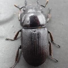 ハンステインヒラタ プロスティ ♂♀pr (カブトムシ・クワガタ)の画像
