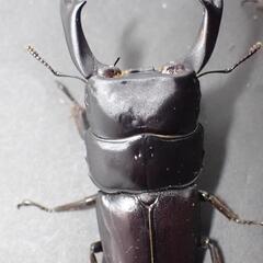 ハンステインヒラタ プロスティ ♂♀pr (カブトムシ・クワガタ)の画像