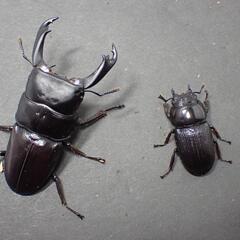 ハンステインヒラタ プロスティ ♂♀pr (カブトムシ・クワガタ)