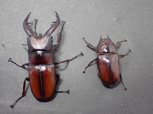 オキノエラブノコギリ ♂♀pr 越冬済 (カブトムシ・クワガタ)