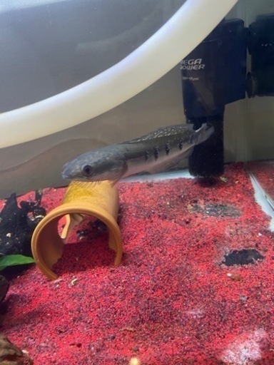 ブルーマルリウス スネークヘッド